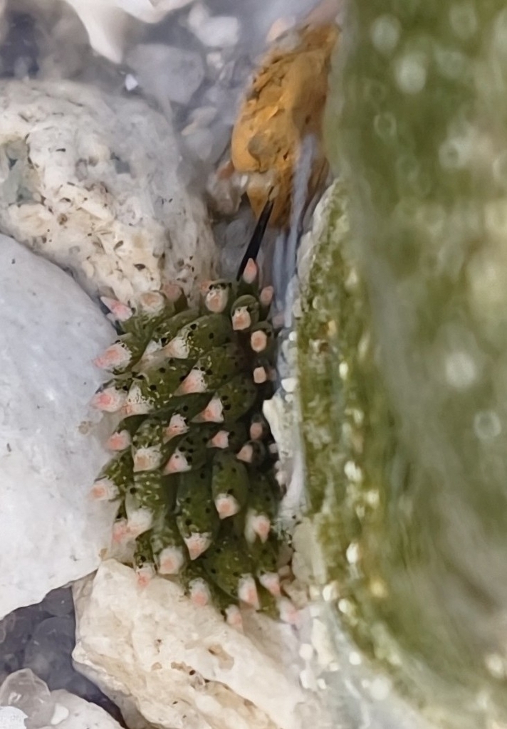 Costasiella paweli