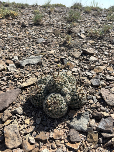 Pariette cactus