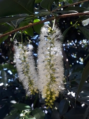 Inga marginata