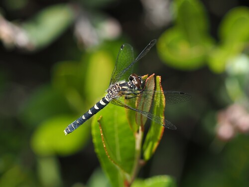 Elfin Skimmer photo 3