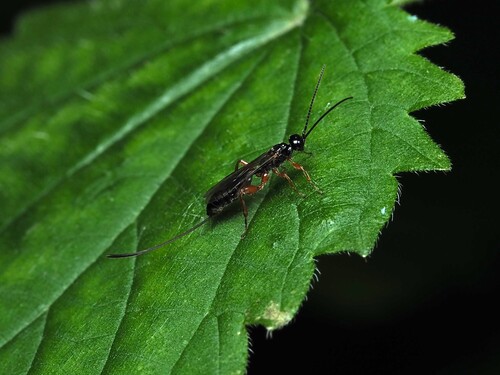 Odontocolon ochropus