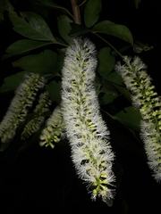 Inga marginata