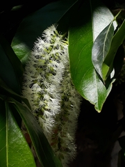 Inga marginata