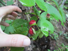 Phylloxera spinosa