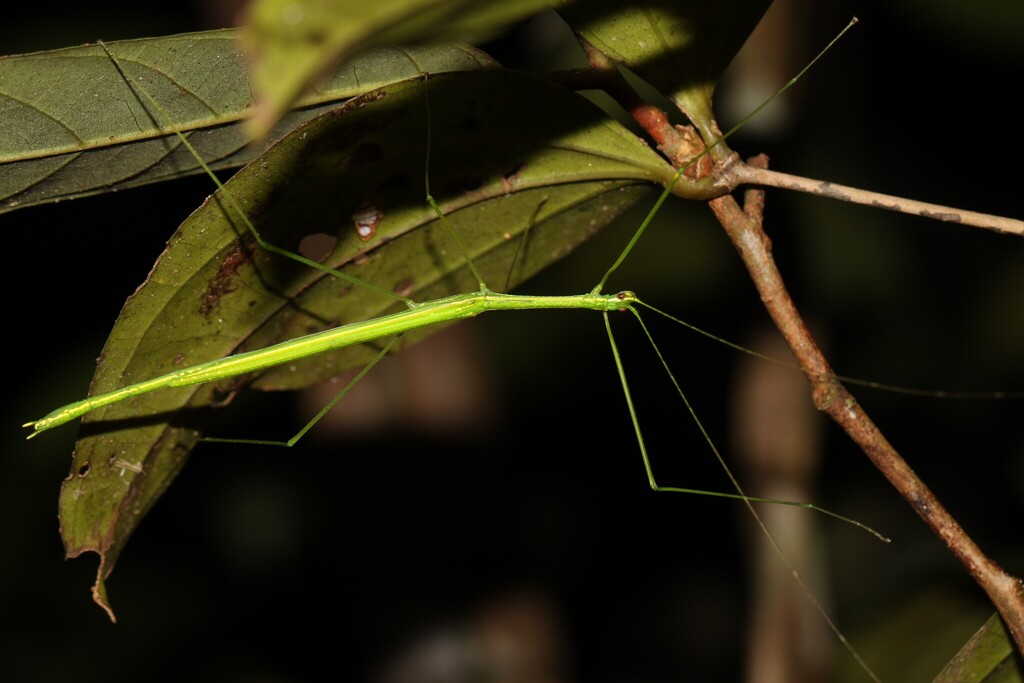 Necroscia flavogranulosa