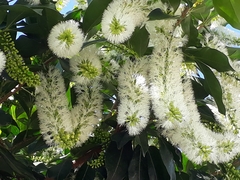Inga marginata