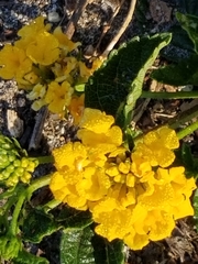Lantana × hybrida