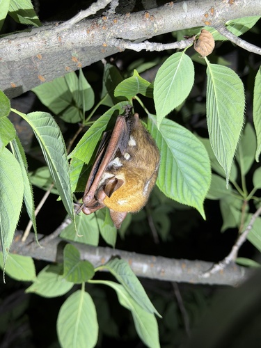 Harlequin Bat