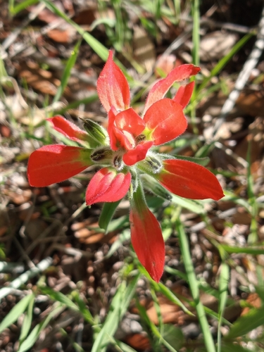 Flor de tiempo
