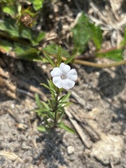 Dyschoriste angusta