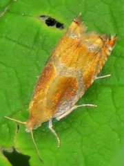 Ancylis apicana