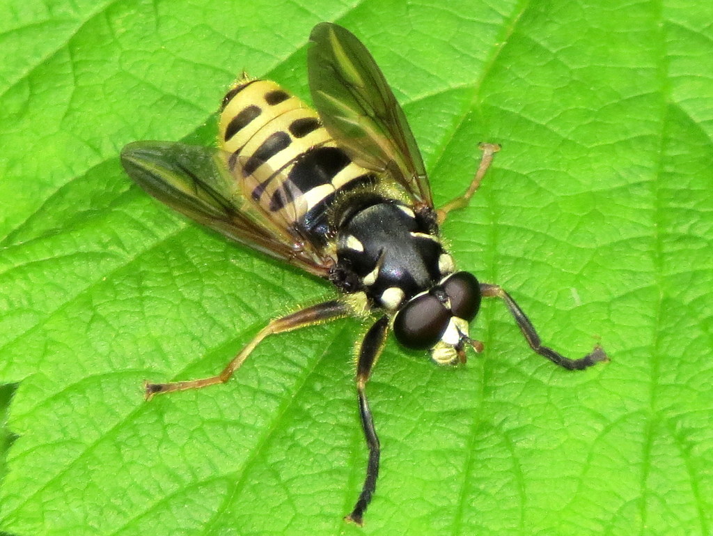 Black-spotted Falsehorn