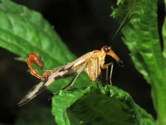 Panorpidae