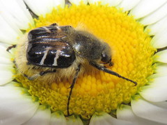 Trichiotinus assimilis