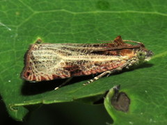 Olethreutes quadrifidum