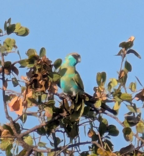 Hooded Parrot