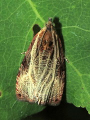 Olethreutes quadrifidum