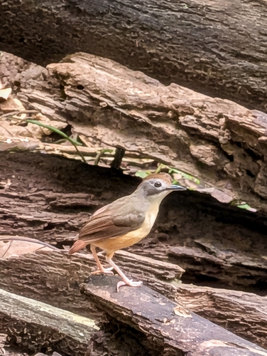Short-tailed Babbler (Pellorneum malaccense), photo 5