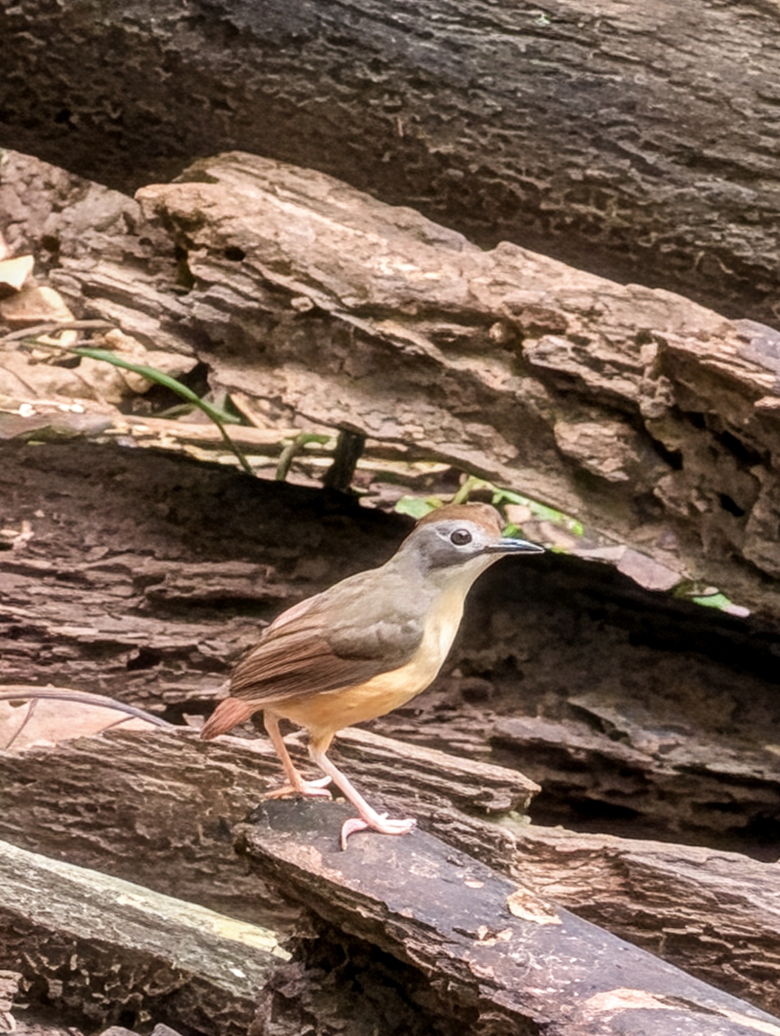 Short-tailed Babbler (Pellorneum malaccense), photo 6