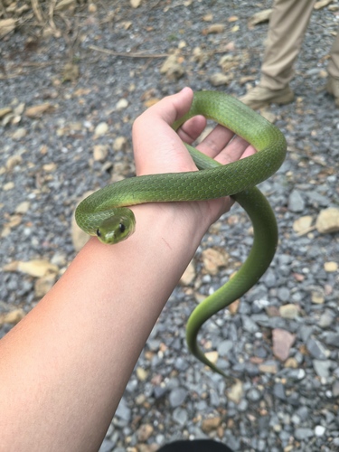 Chinese Green Snake