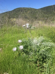 Cynara cardunculus