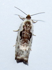 Ancylis nubeculana