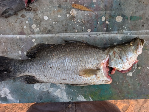 Barramundi