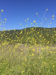 Rhamphospermum nigrum