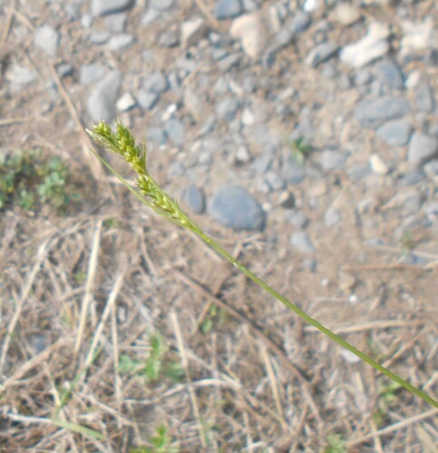 Carex leucochlora observed 2026-05-17