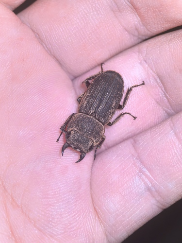 Velutinodorcus velutinus