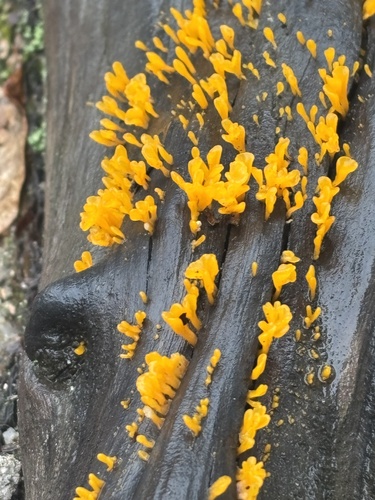 Fan-shaped Jelly Fungus