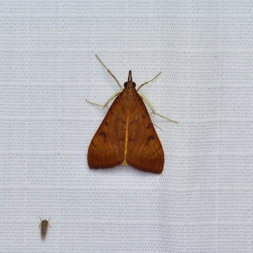 Genista Broom Moth photo 3