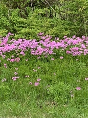 Phlox pilosa