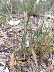 Lomandra multiflora dura
