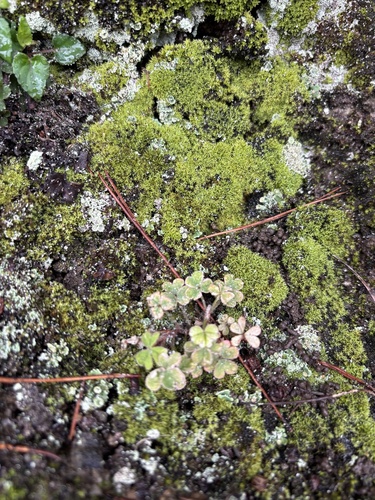 Creeping Woodsorrel