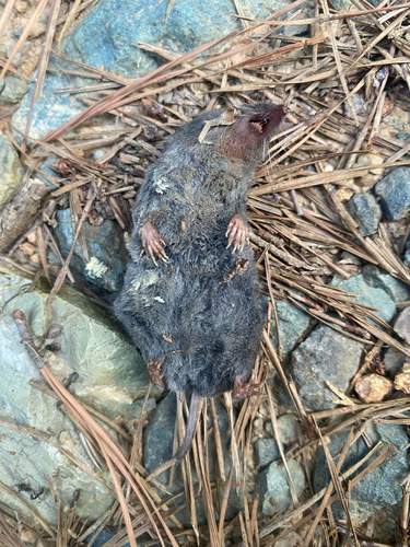 Southern Short-tailed Shrew observed by kirstie3