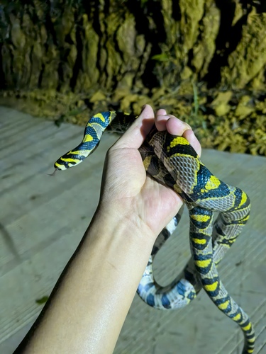 Mandarin Ratsnake