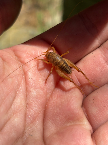 iNaturalist observation photo of Camel Crickets