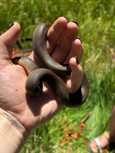 iNaturalist observation photo of Northern Rubber Boa