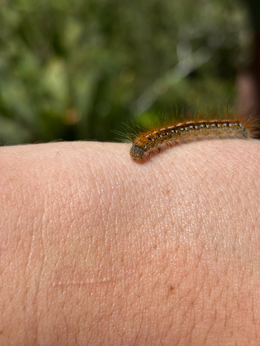 iNaturalist observation photo of Western Tent Caterpillar Moth