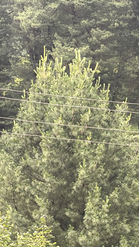 blue pine