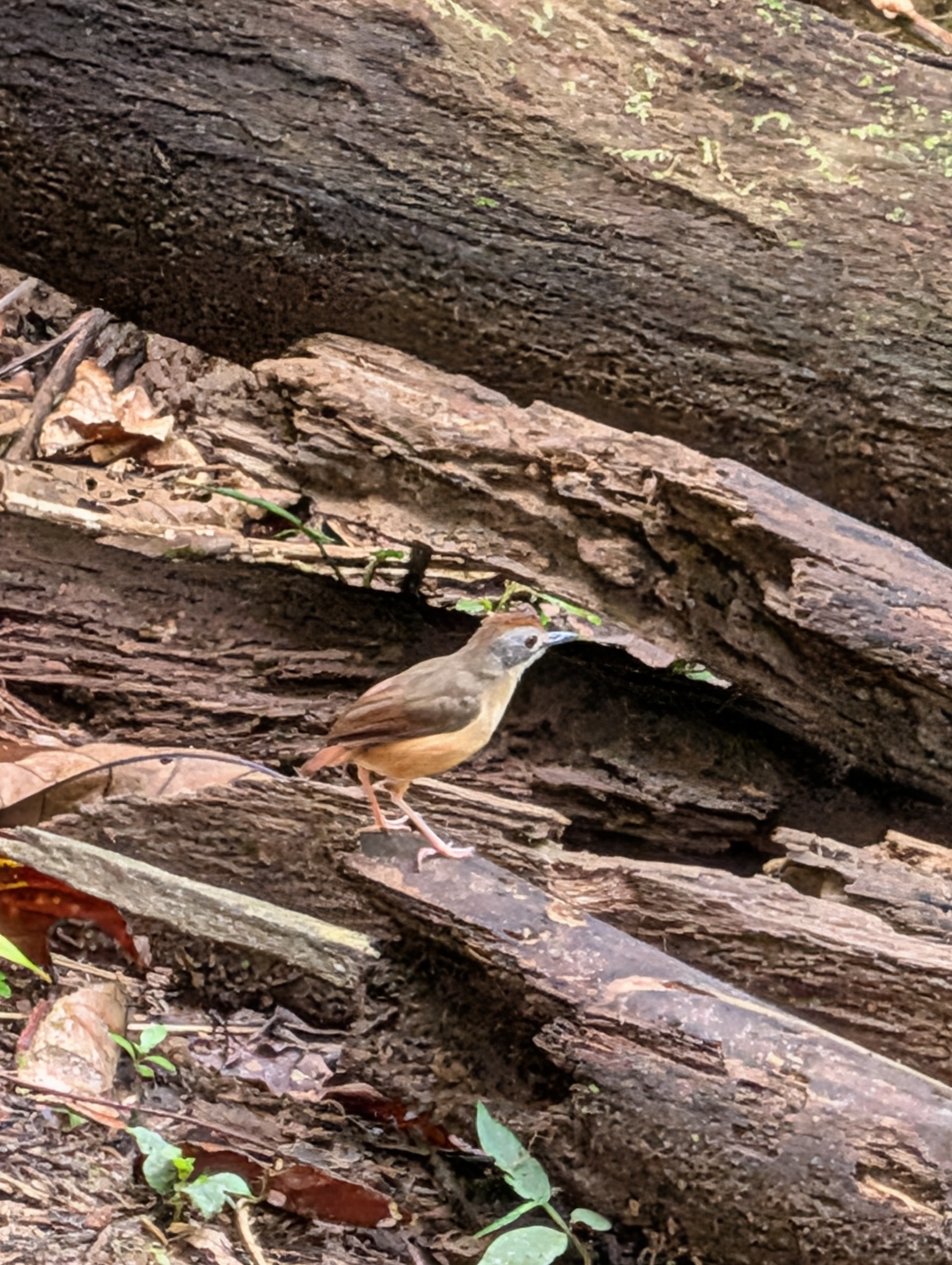 Short-tailed Babbler (Pellorneum malaccense), photo 7