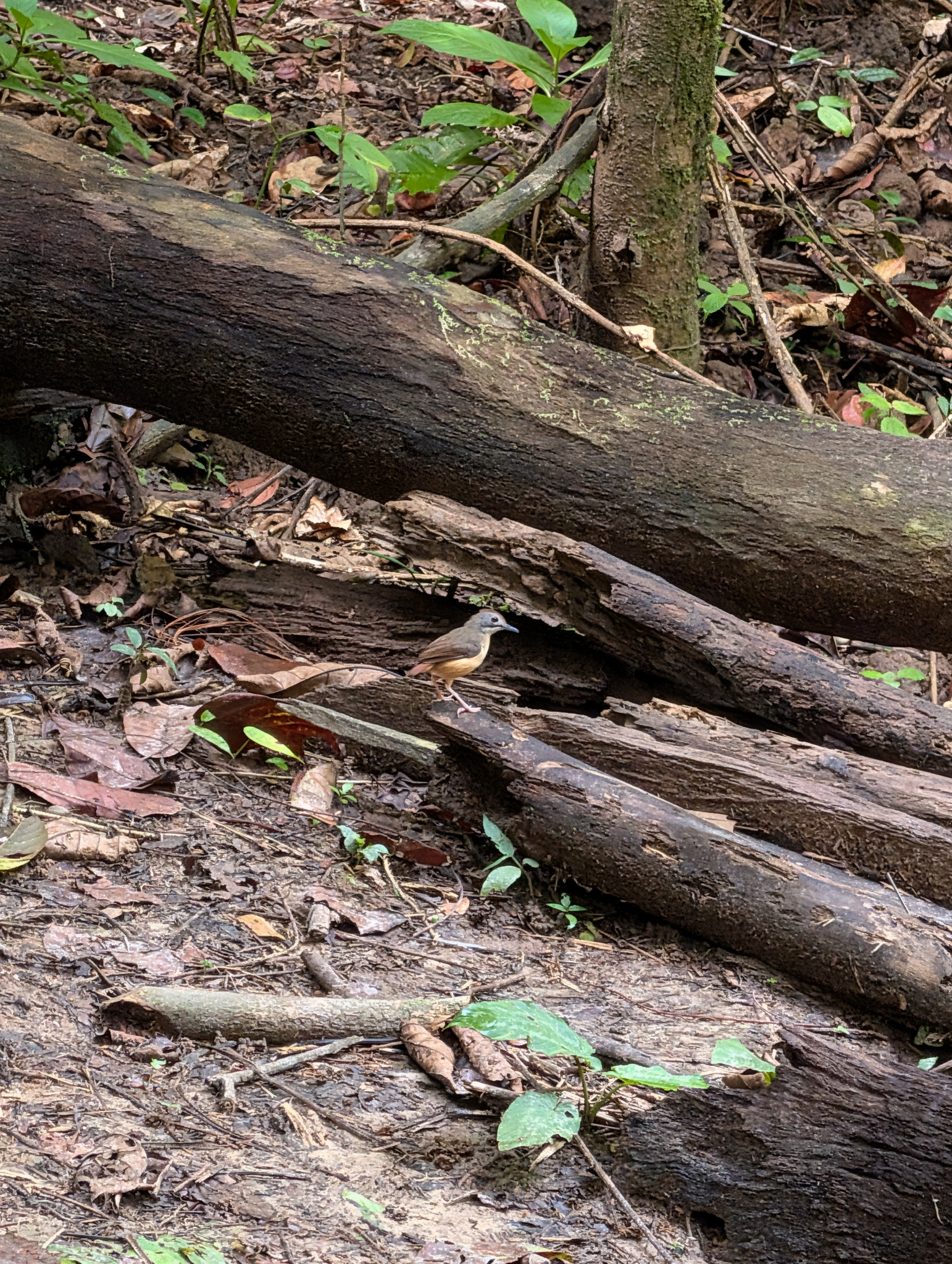 Short-tailed Babbler (Pellorneum malaccense), photo 8