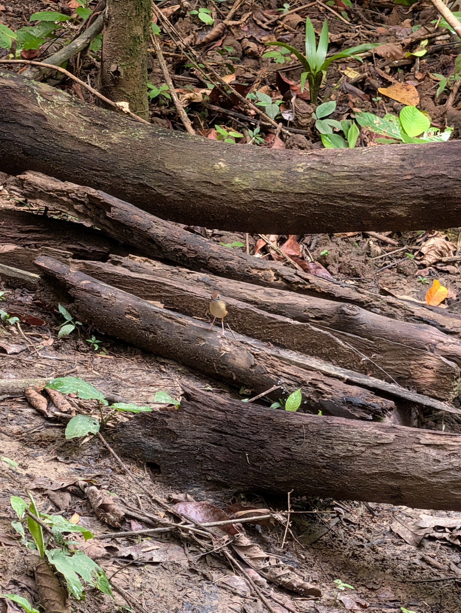 Short-tailed Babbler (Pellorneum malaccense), photo 9