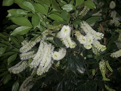 Inga marginata