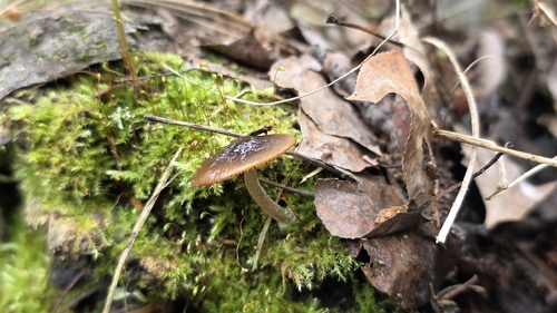 Conobolbitina viscosa