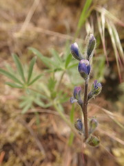 Lupinus polycarpus