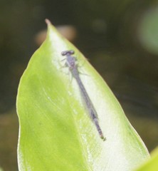 Ischnura verticalis