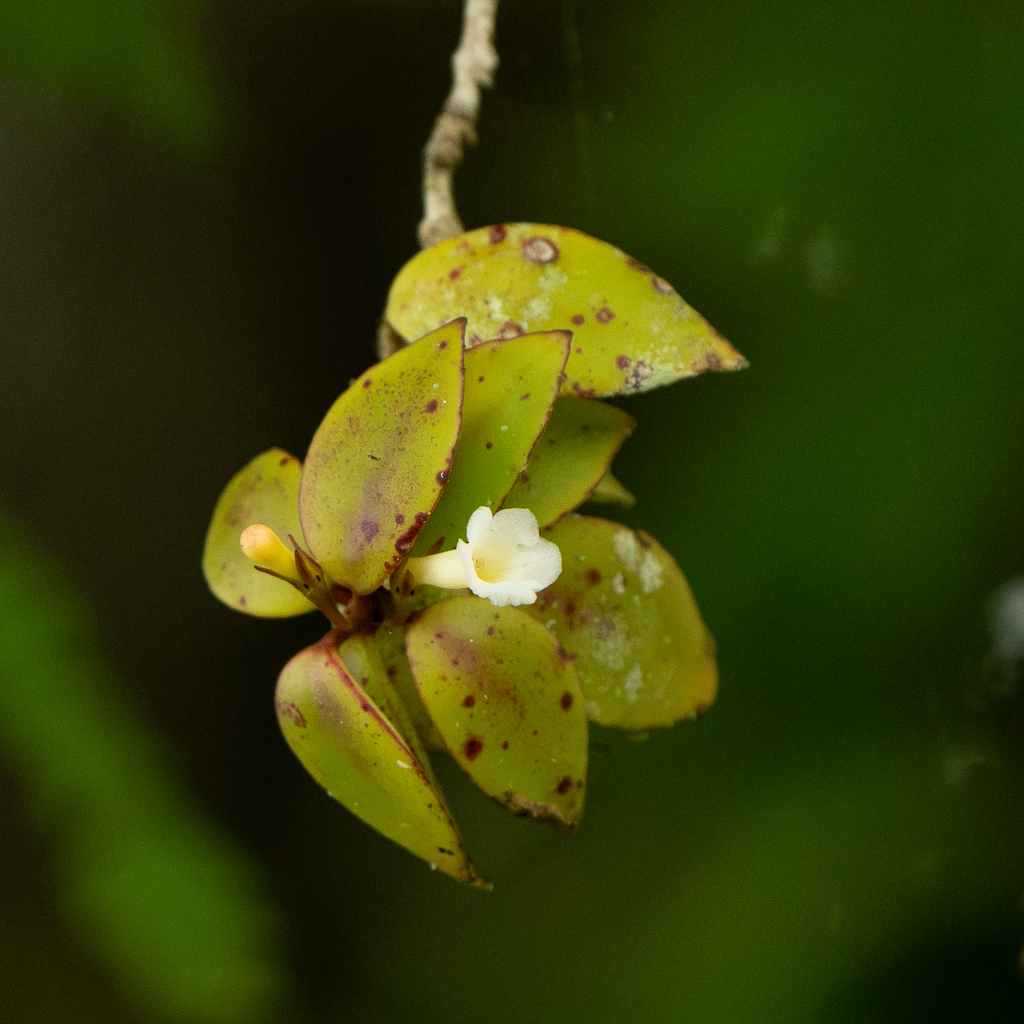Codonanthopsis crassifolia; photograph (c) Anthony Batista, some rights reserved (CC BY)