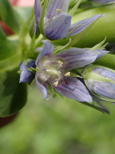 Frasera fastigiata, photograph 1